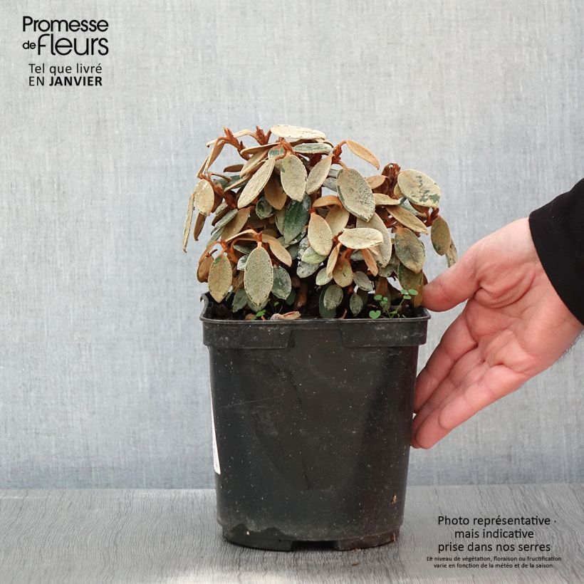 Spécimen de Rhododendron tsariense - rhododendron botanique Pot de 3L/4L tel que livré en hiver