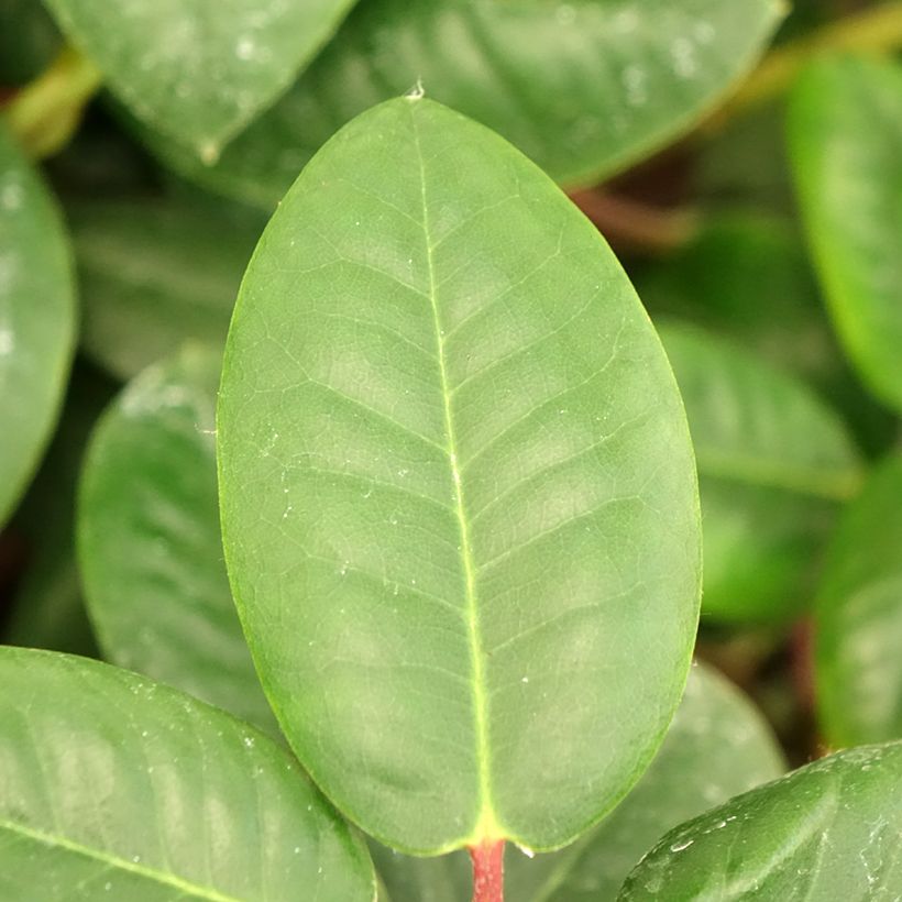 Rhododendron williamsianum Gartendirektor Rieger (Feuillage)