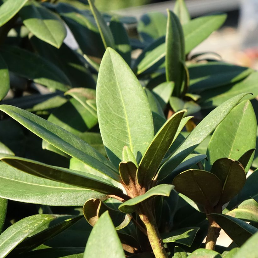 Rhododendron yakushimanum Anuschka - Rhododendron nain (Feuillage)