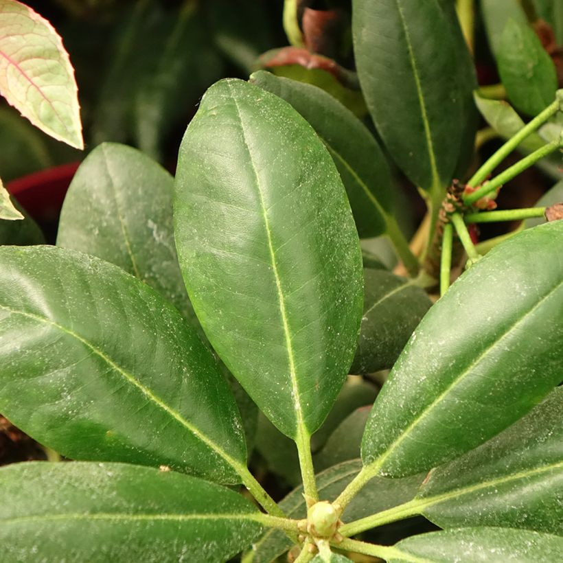 Rhododendron yakushimanum Easydendron Bohlken's Laura (Feuillage)