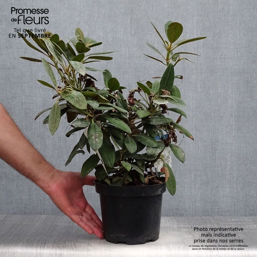 Spécimen de Rhododendron yakushimanum Porzellan - Rhododendron nain Pot de 3L/4L tel que livré en automne