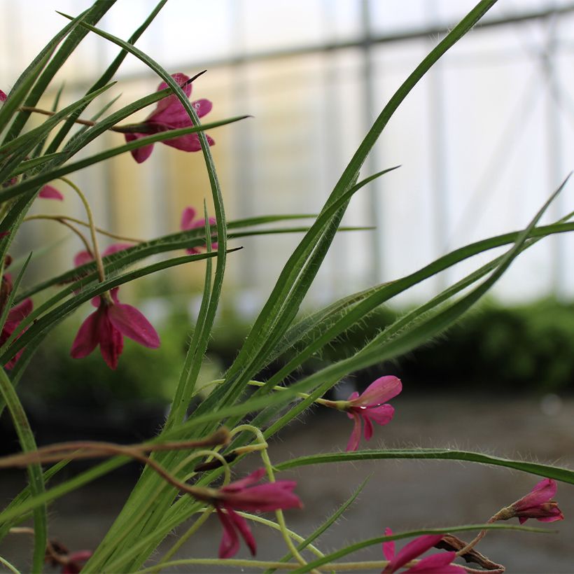 Rhodoxis hybride Beverly - Rhodohypoxis (Feuillage)