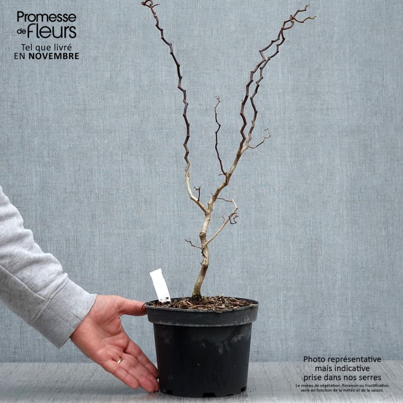 Spécimen de Robinia pseudoacacia Twisty Baby - Acacia nain tortueux Pot de 3L/4L tel que livré en automne