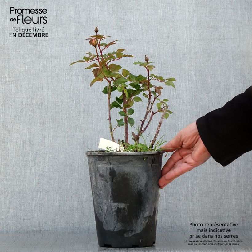 Spécimen de Rosier à fleurs groupées Abbatiale de Pontigny - pot de 4L/5L tel que livré en automne