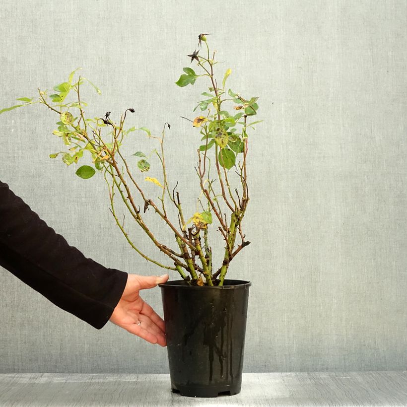 Spécimen de Rosier à fleurs groupées Alain en pot de 3L tel que livré en automne