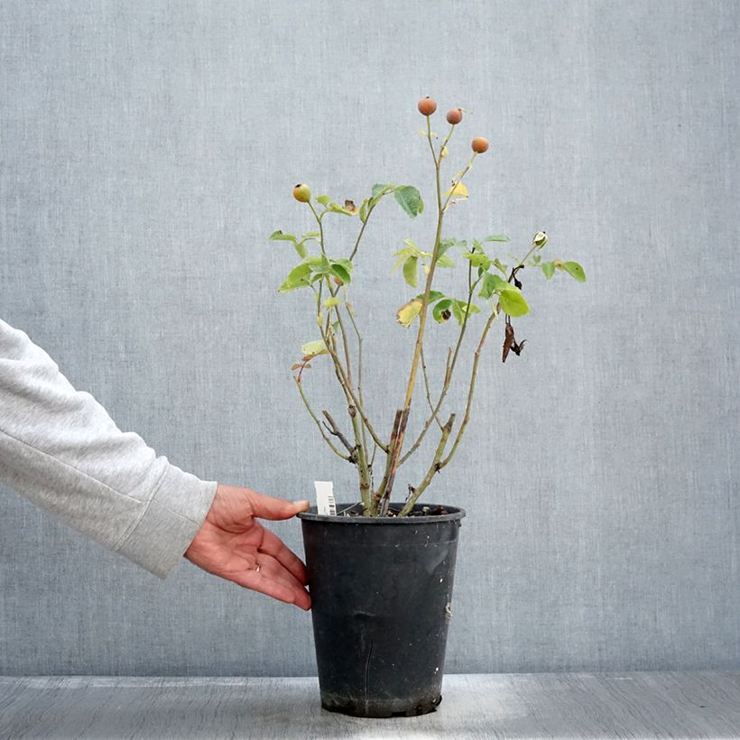 Spécimen de Rosier à fleurs groupées Bluebell - pot de 4L/5L tel que livré en automne