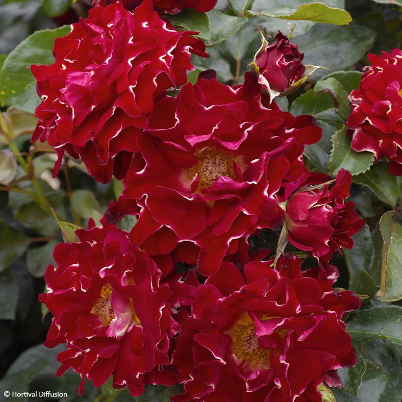 Rosier à fleurs groupées Red Lady Ruffles (Floraison)