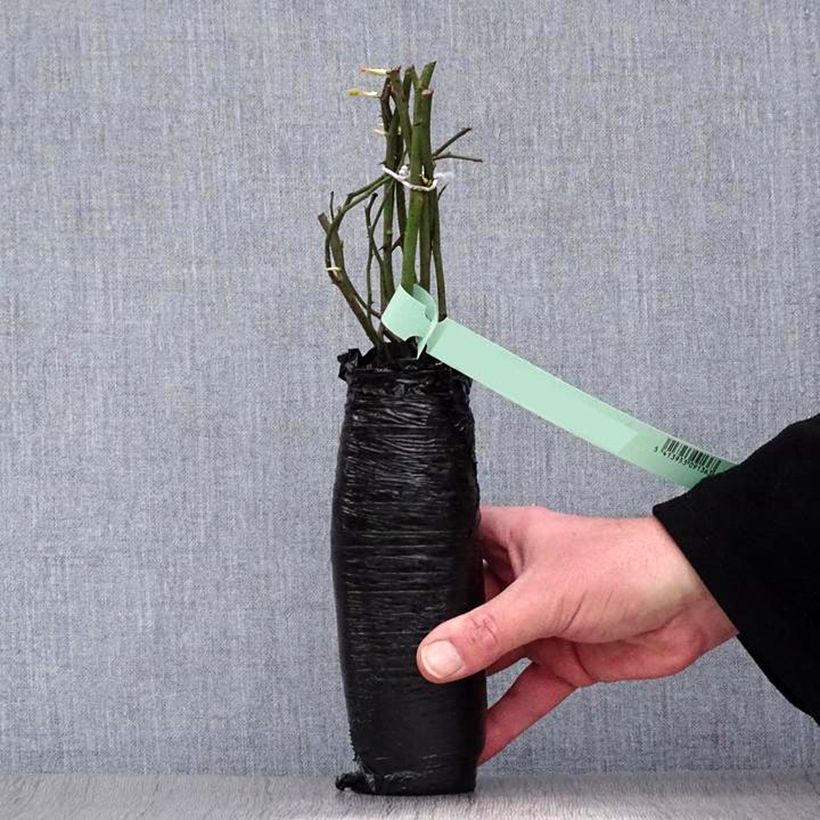 Spécimen de Rosier à grandes fleurs Bolshoï en Motte tel que livré en hiver