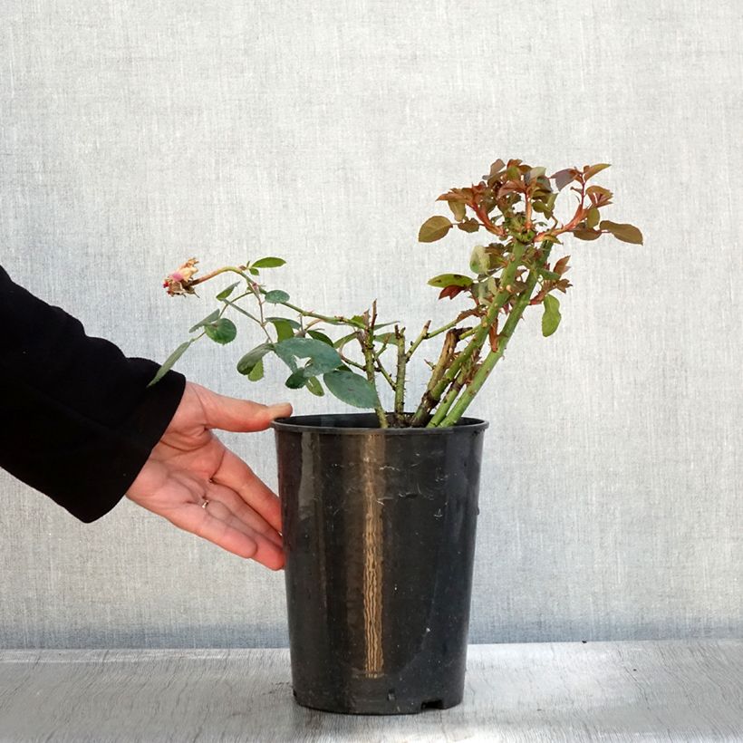 Spécimen de Rosier à grandes fleurs Claire Marshall en pot de 2L/3L tel que livré en automne