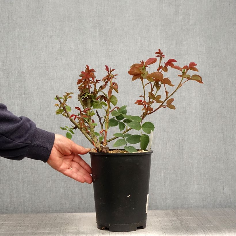 Spécimen de Rosier à grandes fleurs Jardins de Bagatelle pot de 4L/5L tel que livré au printemps