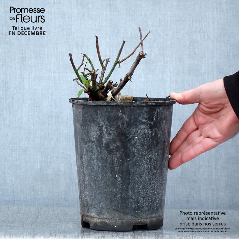 Spécimen de Rosier à grandes fleurs Kazatchok - pot de 4L/5L tel que livré en automne