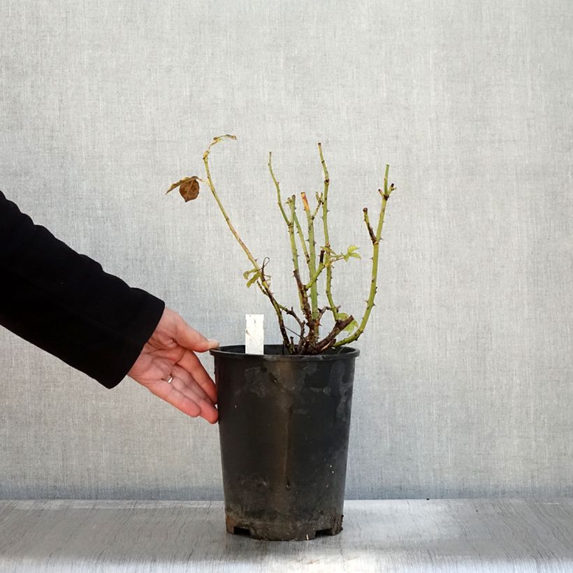 Spécimen de Rosier à grandes fleurs Memoire en pot de 4L tel que livré en automne