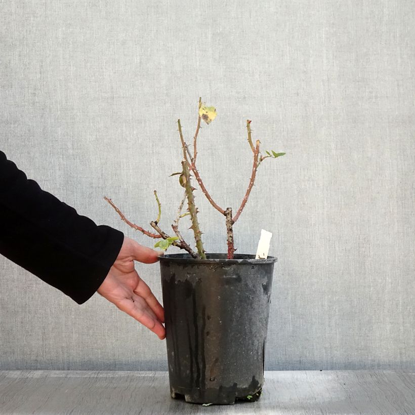 Spécimen de Rosier à grandes fleurs Rouge Adam en pot de 4L tel que livré en automne