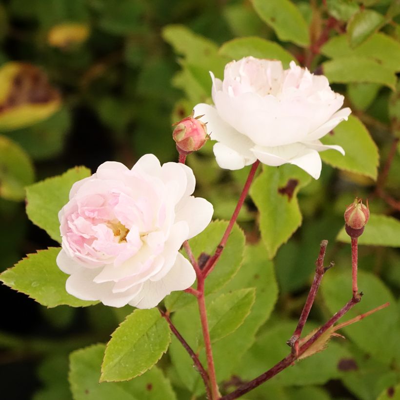 Rosier arbustif Annelies (Floraison)