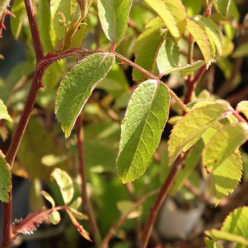 Rosier arbustif Frisson Frais (Feuillage)