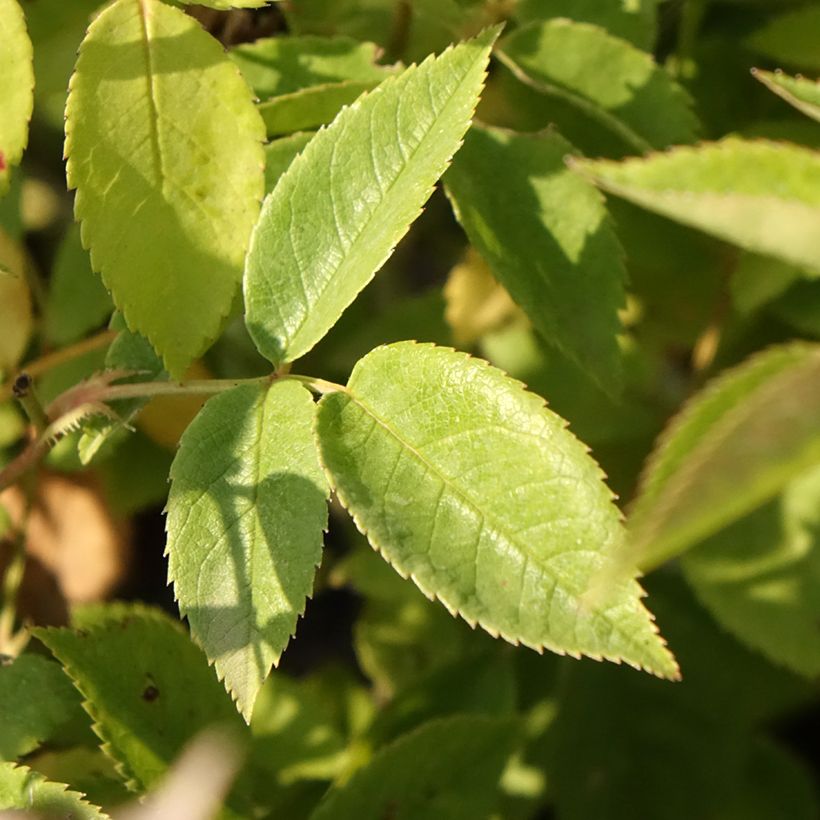 Rosier arbustif Petite de Terre Franche (Feuillage)