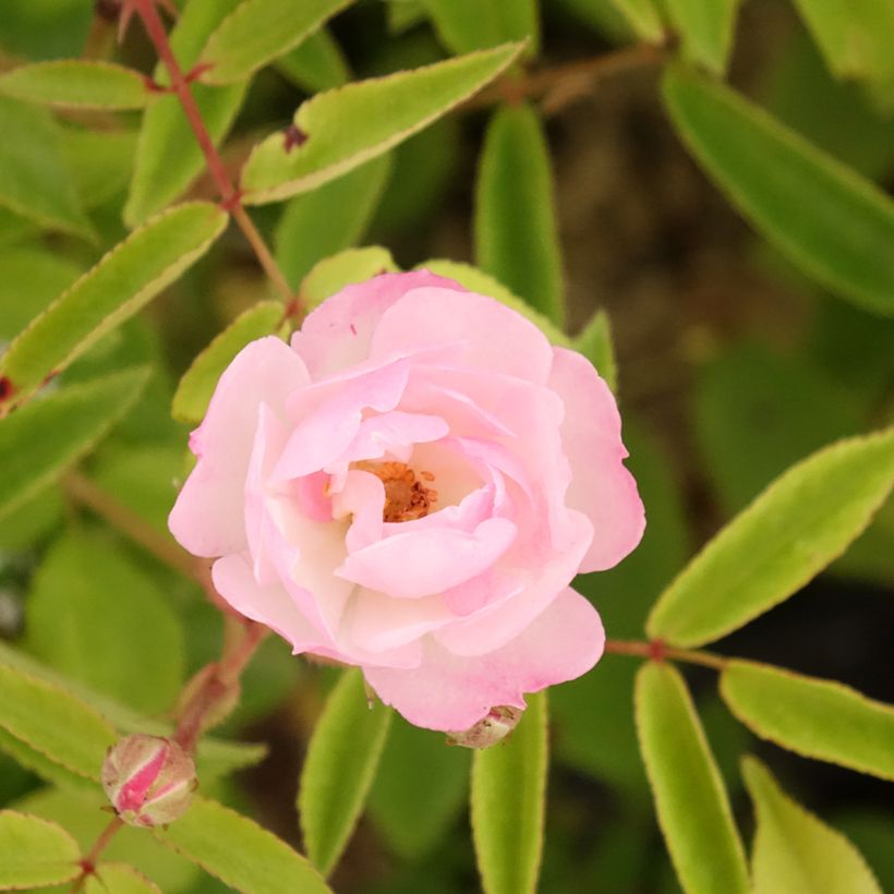 Rosier arbustif Petite de Terre Franche (Floraison)