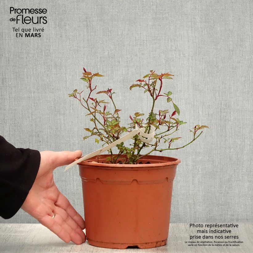 Spécimen de Rosier botanique - Rosa chinensis Mutabilis en pot de 2L tel que livré au printemps