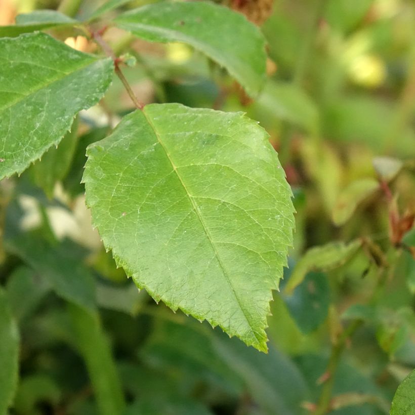 Rosier grimpant Alaska  (Feuillage)