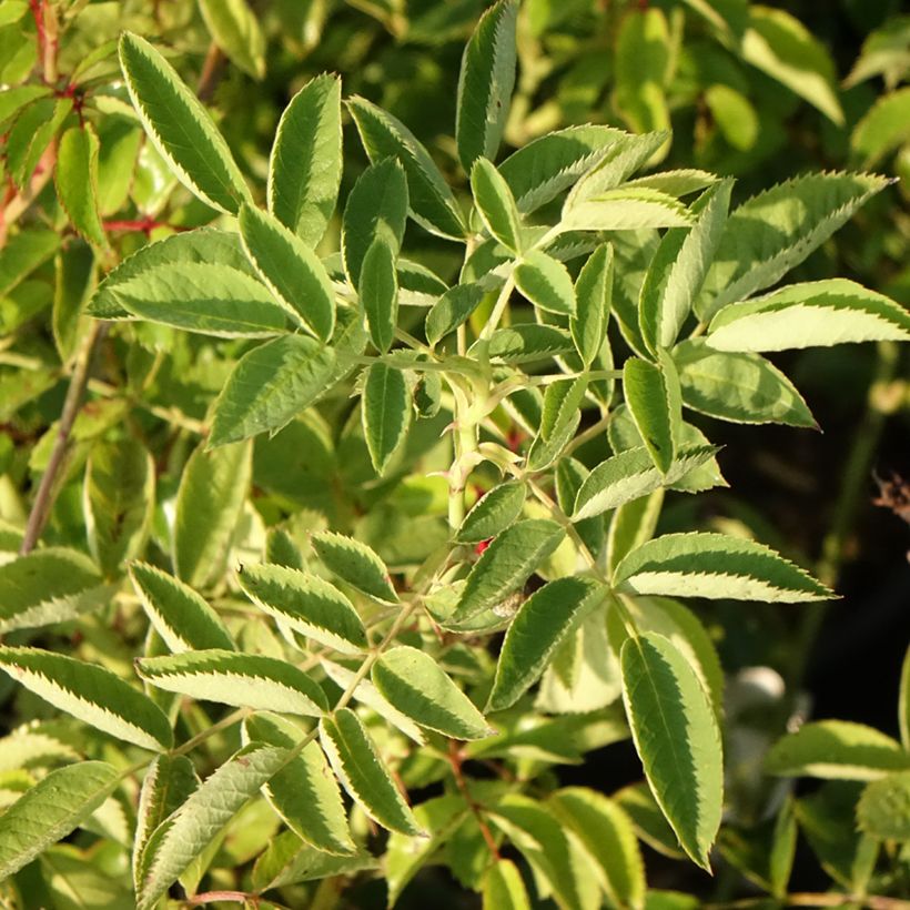 Rosier grimpant Siluetta Crimson (Feuillage)