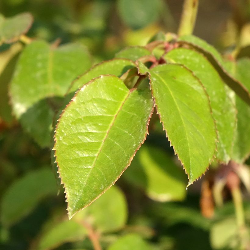 Rosier grimpant Vihaïpi (Feuillage)