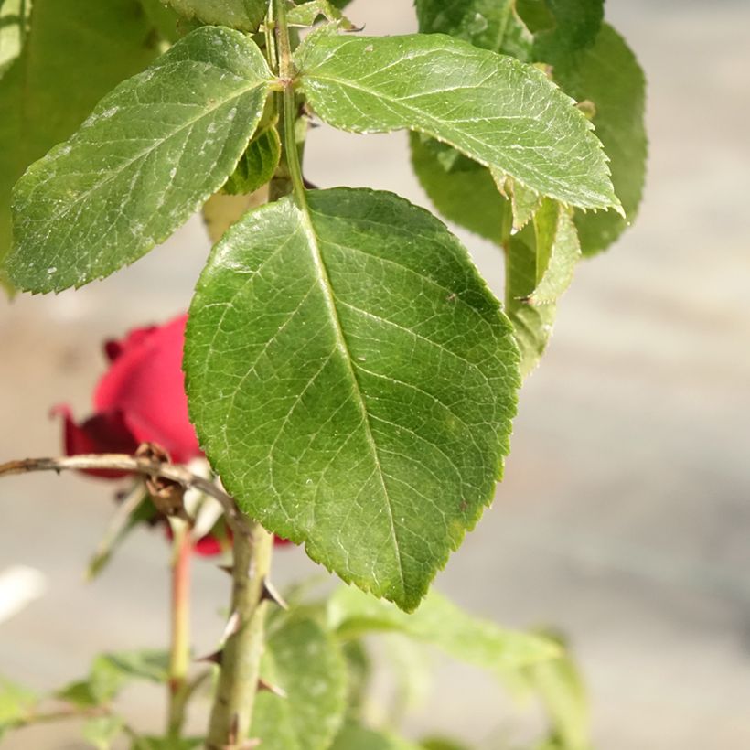 Rosier Leo Ferré  (Feuillage)