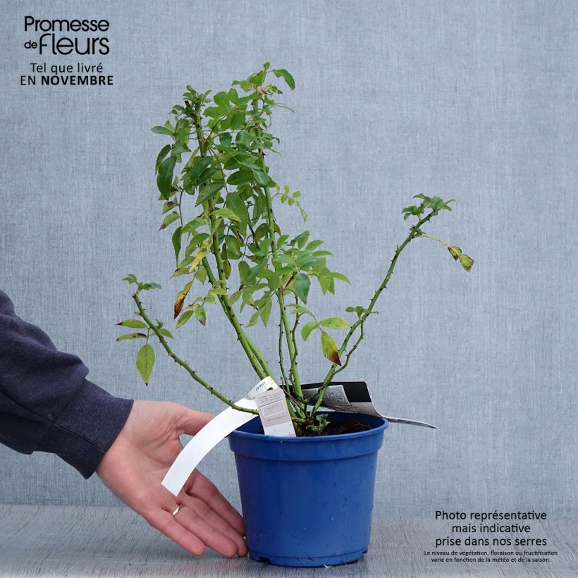 Spécimen de Rosier paysager Rosanatura® Alba® - pot de 2L/3L tel que livré en automne