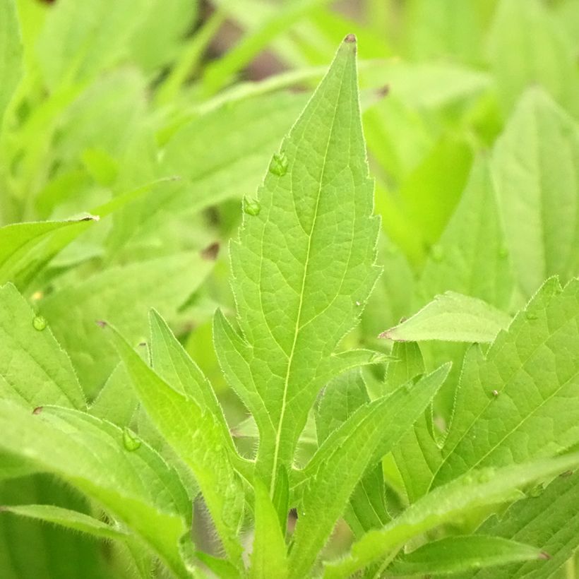 Rudbeckia triloba (Feuillage)