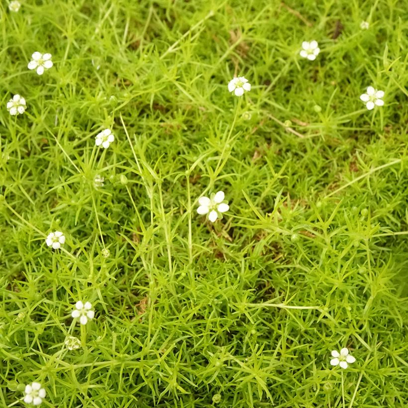 Sagina subulata Aurea - Sagine subulée dorée (Feuillage)