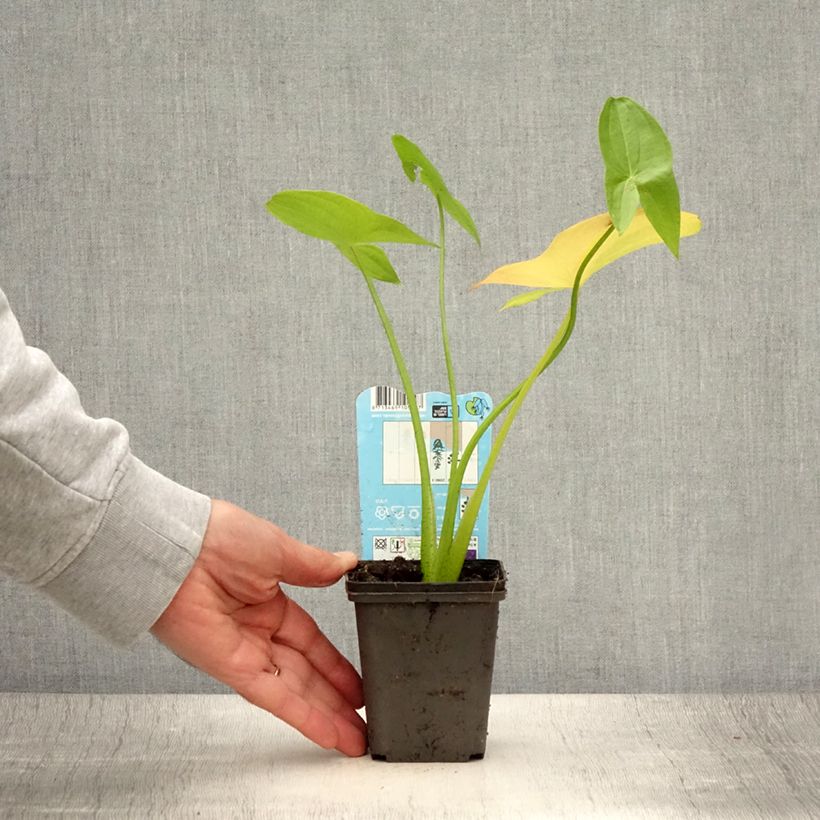 Spécimen de Sagittaria latifolia - Sagittaire à larges feuilles - Godet de 8/9 cm tel que livré en été