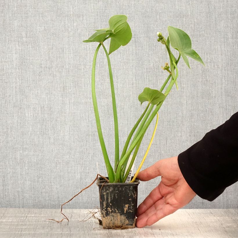 Spécimen de Sagittaria montevidensis - Sagittaire de Montevideo - Godet de 8/9 cm tel que livré au printemps