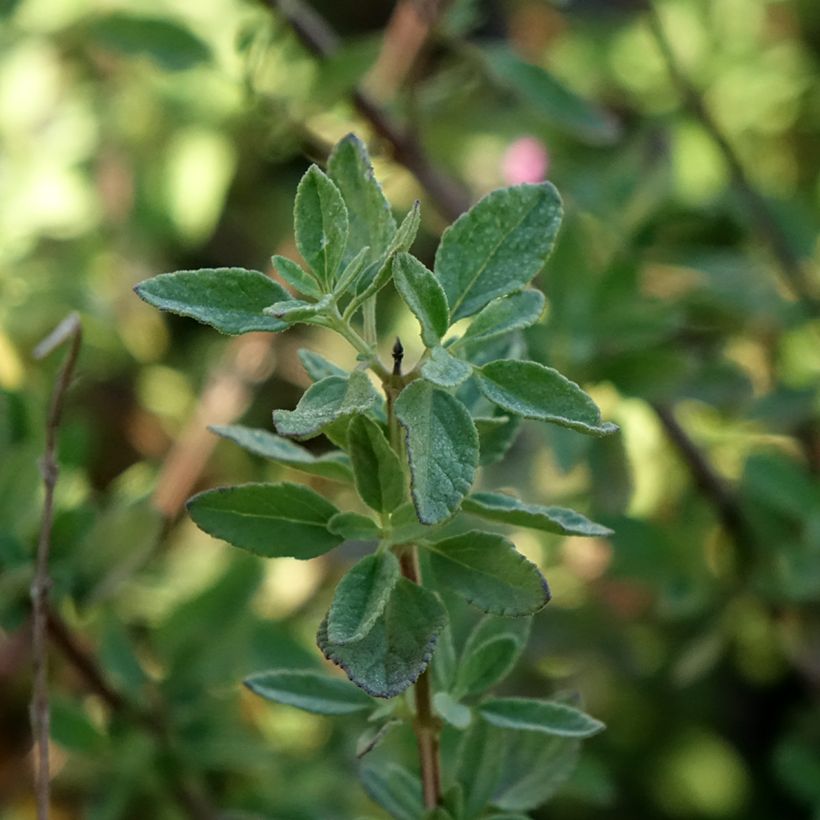 Salvia greggi ARCTIC BLAZE Purple 'Novasalpur' - Sauge arbustive (Feuillage)