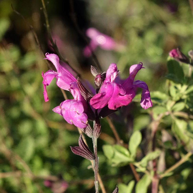 Salvia greggi ARCTIC BLAZE Purple 'Novasalpur' - Sauge arbustive (Floraison)