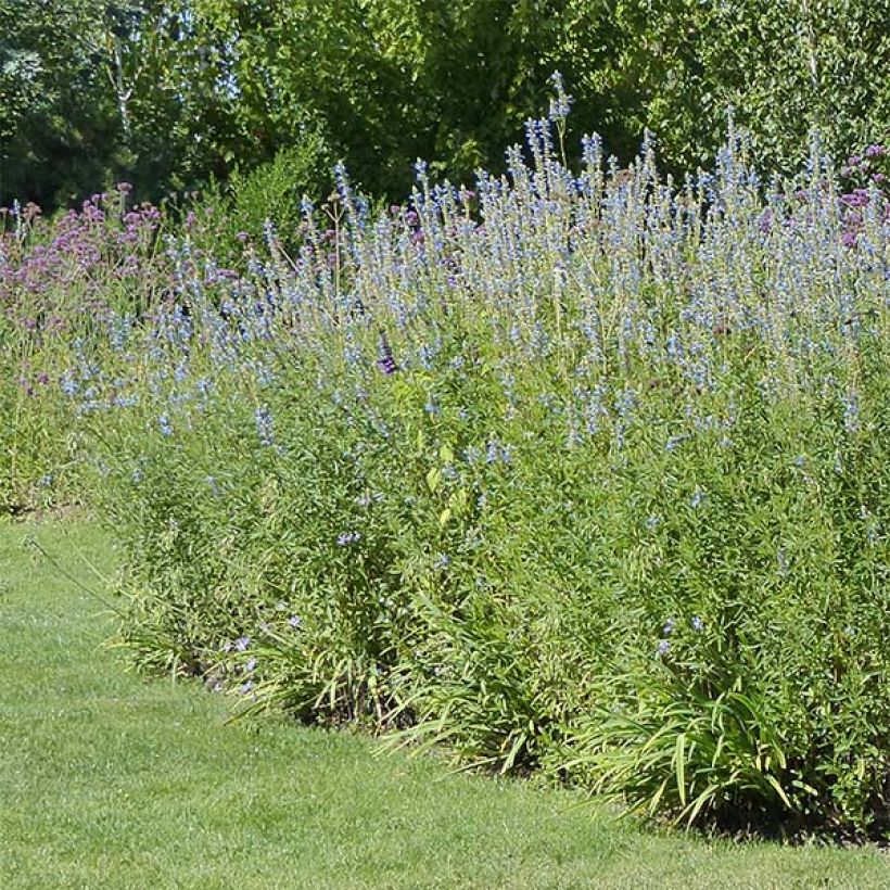 Sauge, Salvia uliginosa African Skies (Port)