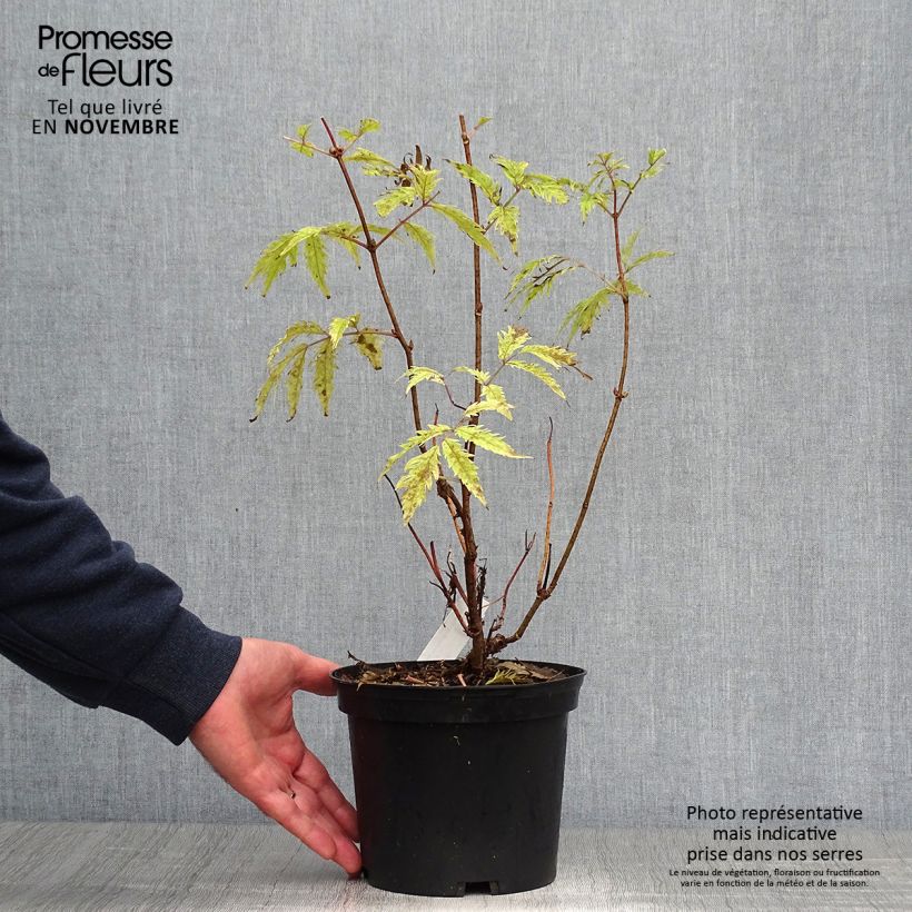 Spécimen de Sambucus racemosa Plumosa Aurea - Sureau à grappes  Pot de 2L/3L tel que livré en automne