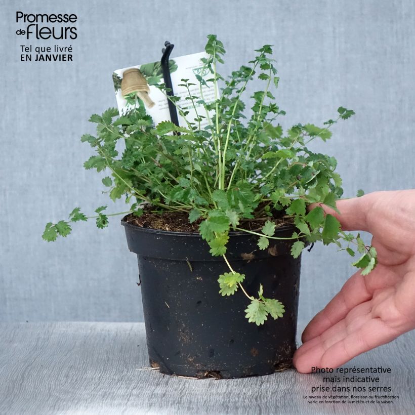 Spécimen de Sanguisorba minor - Petite Pimprenelle Pot de 1.5L/2L tel que livré en hiver