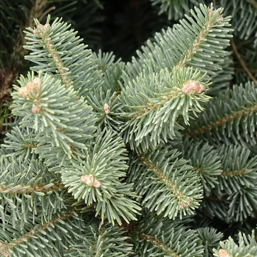 Sapin subalpin - Abies lasiocarpa Compacta (Feuillage)