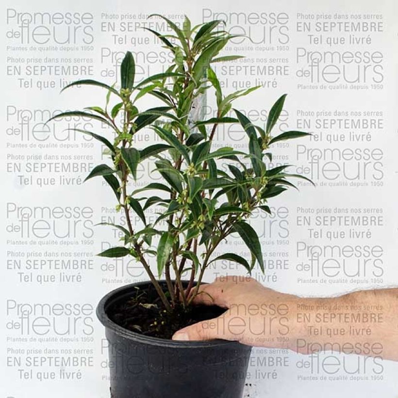 Exemple de spécimen de Sarcococca hookeriana Digyna Pot de 2L/3L tel que livré