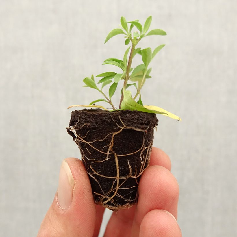 Spécimen de Sauge arbustive Amethyst Lips - Salvia greggii tel que livré au printemps