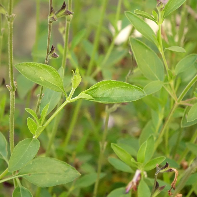 Sauge arbustive Amethyst Lips - Salvia greggii (Feuillage)