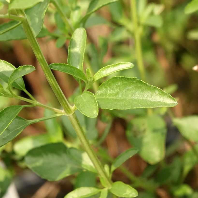 Sauge arbustive Belle de Loire - Salvia jamensis (Feuillage)