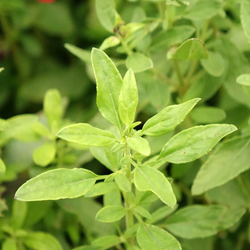 Sauge arbustive - Salvia greggii Mirage Burgundy (Feuillage)