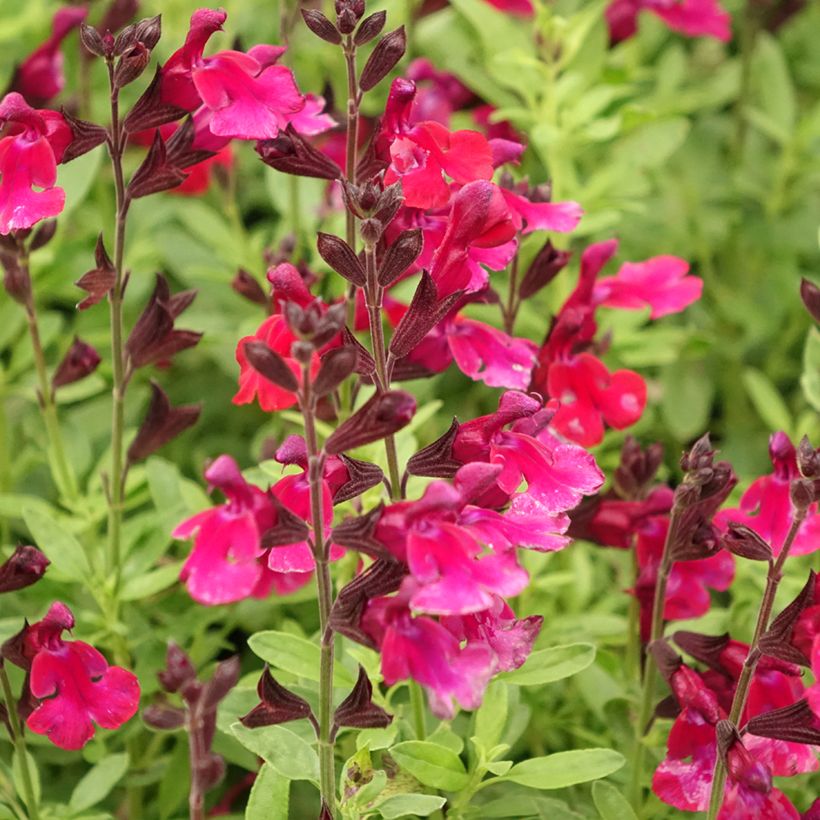 Sauge arbustive - Salvia greggii Mirage Burgundy (Floraison)