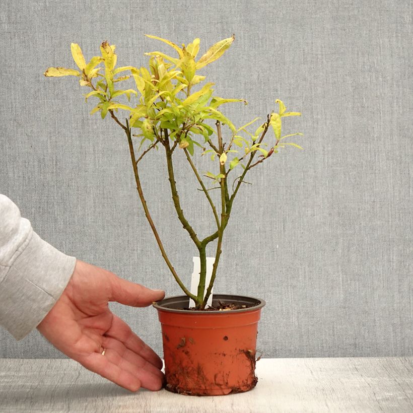 Spécimen de Saule doré -  Salix sachalinensis Golden Sunshine tel que livré au printemps