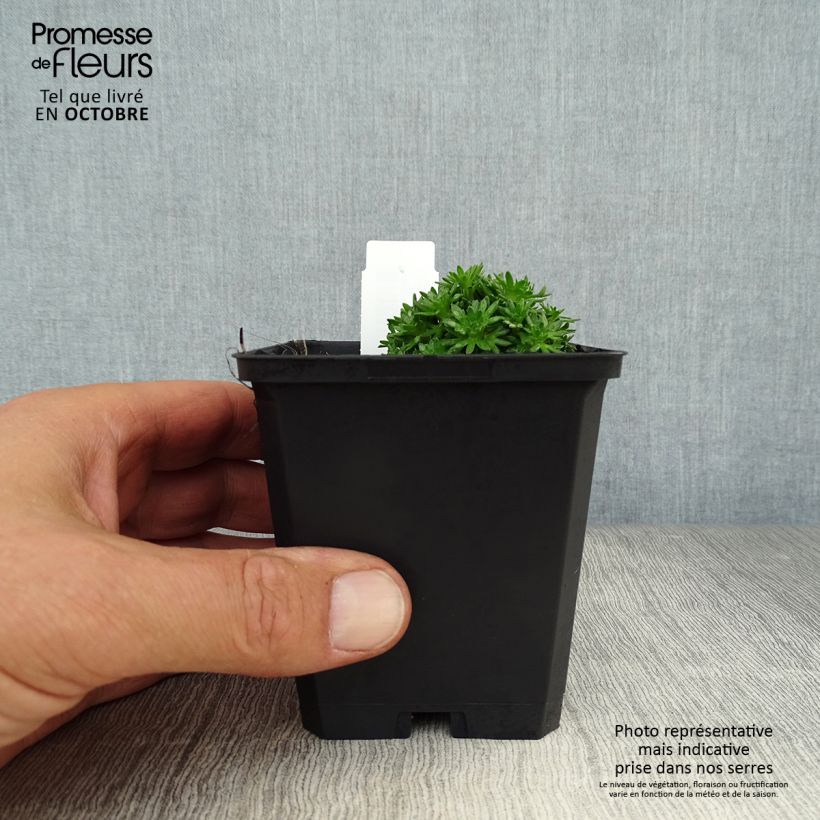 Spécimen de Saxifrage arendsii Pixie White - Gazon Turc Godet de 9cm tel que livré en automne