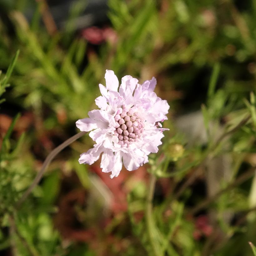 Scabiosa canescens ou suaveolens - Scabieuse odorante (Floraison)