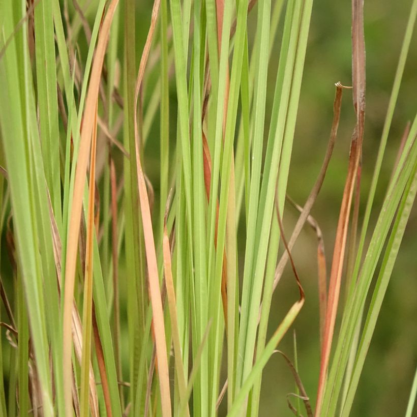 Schizachyrium scoparium Blaze - Herbe à balais (Feuillage)