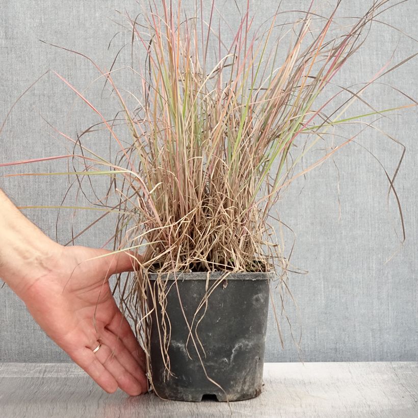 Spécimen de Schizachyrium scoparium Blue Heaven en pot de 2L/3L tel que livré en automne