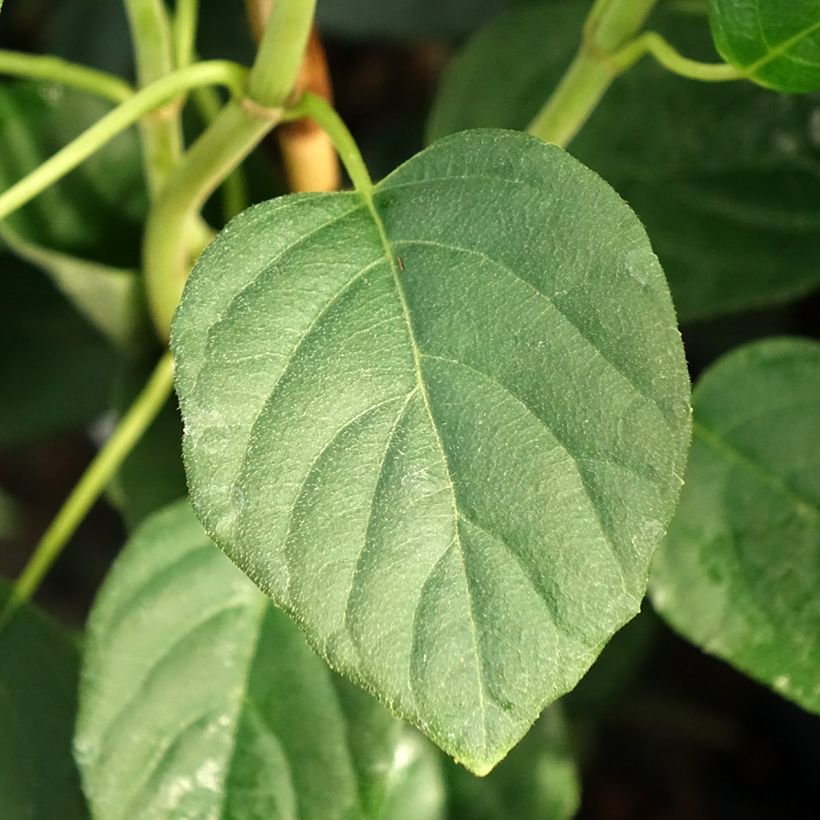 Schizophragma Angel Wings - Hortensia grimpant (Feuillage)