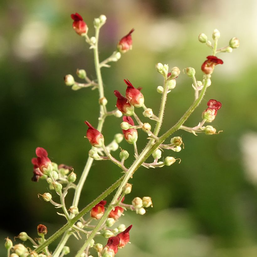 Scrophularia auriculata Variegata - Scrofulaire à oreillettes panachée (Floraison)